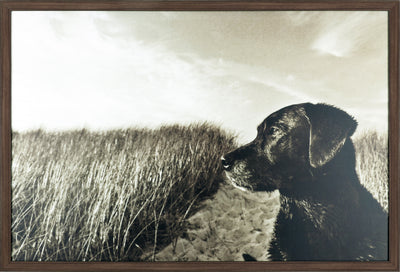 Farm Dog Framed Laminate Finish - 25.5" x 37.5"|Œuvre d’art encadrée au fini laminé « Farm Dog » - 25,5 po x 37,5 po