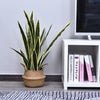Outsunny 30" Artificial Snake Plant, Artificial Tree with 21 Leaves in Pot