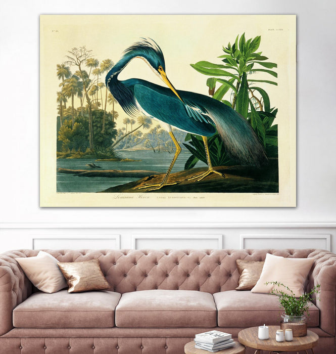 \"Louisiana Heron Plate 217\" Giant Art 72x54 Wall Art