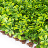 PVC Expandable Trellis 36"x 72" Schefflera Leaves 