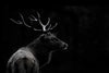 "The Deer Soul" Giant Art 72x48 Wall Art